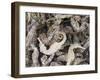 Dried Seahorses for Sale in Seafood Shop, Chinatown, Singapore, South East Asia-Amanda Hall-Framed Photographic Print