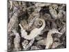 Dried Seahorses for Sale in Seafood Shop, Chinatown, Singapore, South East Asia-Amanda Hall-Mounted Photographic Print