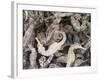 Dried Seahorses for Sale in Seafood Shop, Chinatown, Singapore, South East Asia-Amanda Hall-Framed Photographic Print