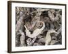 Dried Seahorses for Sale in Seafood Shop, Chinatown, Singapore, South East Asia-Amanda Hall-Framed Photographic Print