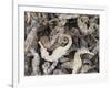 Dried Seahorses for Sale in Seafood Shop, Chinatown, Singapore, South East Asia-Amanda Hall-Framed Photographic Print