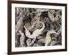 Dried Seahorses for Sale in Seafood Shop, Chinatown, Singapore, South East Asia-Amanda Hall-Framed Photographic Print