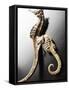 Dried Seahorses-Ken Seet-Framed Stretched Canvas