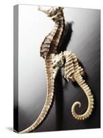 Dried Seahorses-Ken Seet-Stretched Canvas