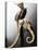 Dried Seahorses-Ken Seet-Stretched Canvas