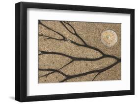 Dried seaweed and limpet shell on beach, Northumberland, England-Phil McLean-Framed Photographic Print