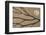 Dried seaweed and limpet shell on beach, Northumberland, England-Phil McLean-Framed Photographic Print