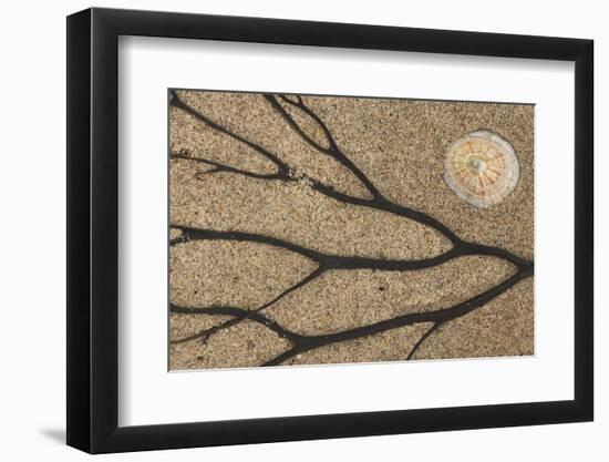 Dried seaweed and limpet shell on beach, Northumberland, England-Phil McLean-Framed Photographic Print