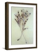 Dried Seedpods of Laburnum or Laburnum Anagyroides Tree-Den Reader-Framed Photographic Print