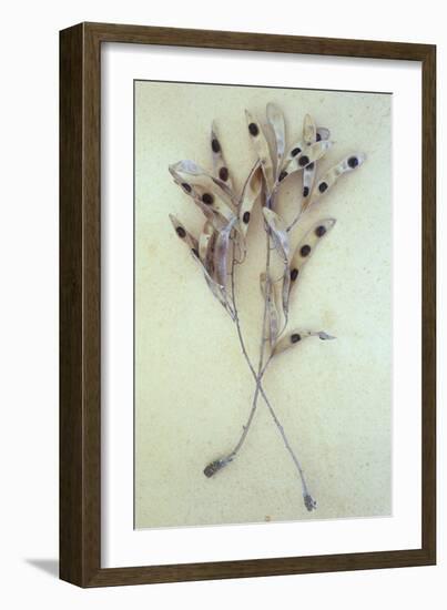 Dried Seedpods of Laburnum or Laburnum Anagyroides Tree-Den Reader-Framed Photographic Print