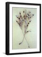 Dried Seedpods of Laburnum or Laburnum Anagyroides Tree-Den Reader-Framed Photographic Print