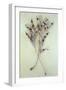 Dried Seedpods of Laburnum or Laburnum Anagyroides Tree-Den Reader-Framed Photographic Print
