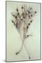 Dried Seedpods of Laburnum or Laburnum Anagyroides Tree-Den Reader-Mounted Photographic Print