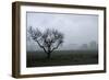 Dried Tree Vanish Into The Winter Fog-holbox-Framed Photographic Print