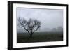 Dried Tree Vanish Into The Winter Fog-holbox-Framed Photographic Print