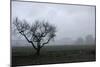 Dried Tree Vanish Into The Winter Fog-holbox-Mounted Photographic Print