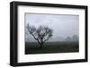 Dried Tree Vanish Into The Winter Fog-holbox-Framed Photographic Print