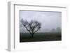 Dried Tree Vanish Into The Winter Fog-holbox-Framed Photographic Print