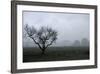 Dried Tree Vanish Into The Winter Fog-holbox-Framed Photographic Print