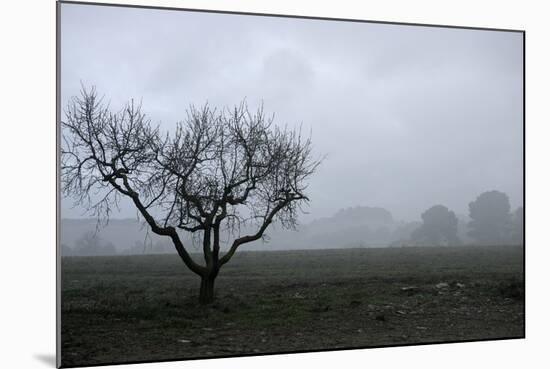 Dried Tree Vanish Into The Winter Fog-holbox-Mounted Photographic Print