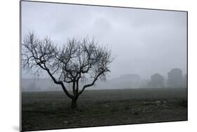 Dried Tree Vanish Into The Winter Fog-holbox-Mounted Photographic Print