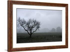 Dried Tree Vanish Into The Winter Fog-holbox-Framed Photographic Print