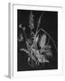 Dried Weeds-Rusty Frentner-Framed Giclee Print