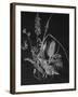 Dried Weeds-Rusty Frentner-Framed Giclee Print