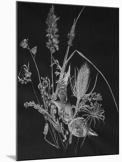 Dried Weeds-Rusty Frentner-Mounted Giclee Print