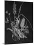 Dried Weeds-Rusty Frentner-Mounted Giclee Print