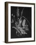 Dried Weeds-Rusty Frentner-Framed Giclee Print