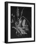 Dried Weeds-Rusty Frentner-Framed Giclee Print