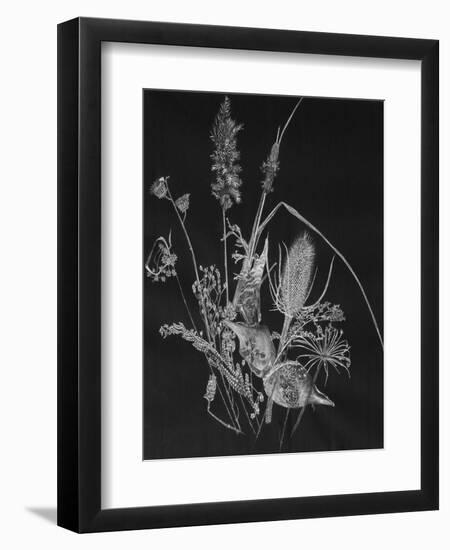 Dried Weeds-Rusty Frentner-Framed Giclee Print