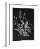 Dried Weeds-Rusty Frentner-Framed Giclee Print