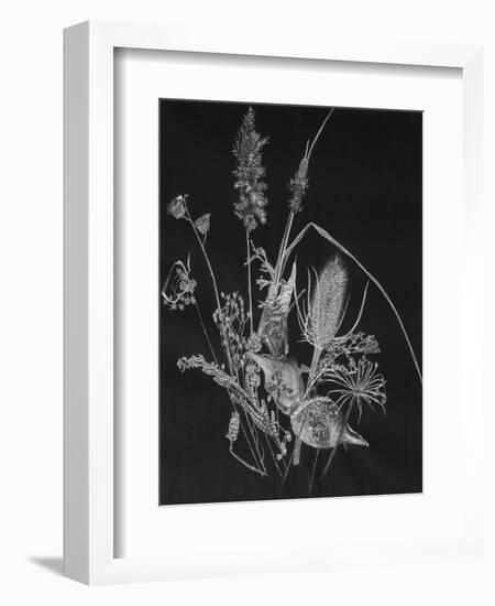 Dried Weeds-Rusty Frentner-Framed Giclee Print