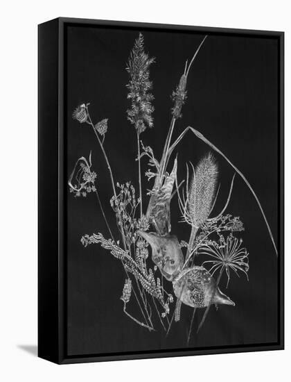 Dried Weeds-Rusty Frentner-Framed Stretched Canvas