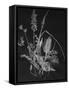 Dried Weeds-Rusty Frentner-Framed Stretched Canvas