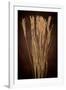 Dried Winter Grasses-Steve Gadomski-Framed Photographic Print