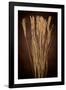 Dried Winter Grasses-Steve Gadomski-Framed Photographic Print