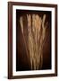 Dried Winter Grasses-Steve Gadomski-Framed Photographic Print