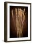 Dried Winter Grasses-Steve Gadomski-Framed Photographic Print