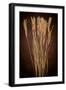 Dried Winter Grasses-Steve Gadomski-Framed Photographic Print