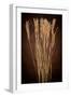 Dried Winter Grasses-Steve Gadomski-Framed Photographic Print