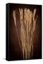 Dried Winter Grasses-Steve Gadomski-Framed Stretched Canvas