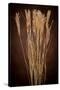 Dried Winter Grasses-Steve Gadomski-Stretched Canvas