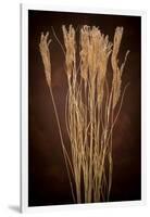 Dried Winter Grasses-Steve Gadomski-Framed Photographic Print