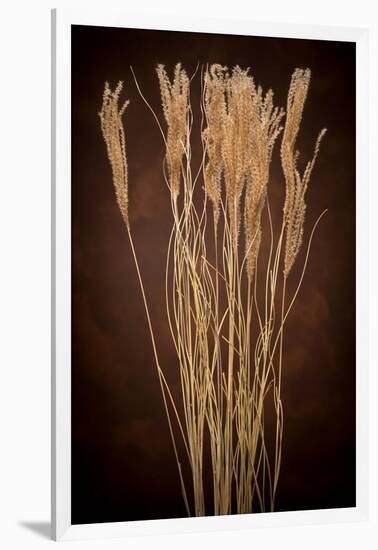 Dried Winter Grasses-Steve Gadomski-Framed Photographic Print