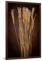 Dried Winter Grasses-Steve Gadomski-Framed Photographic Print