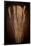 Dried Winter Grasses-Steve Gadomski-Framed Photographic Print