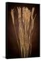 Dried Winter Grasses-Steve Gadomski-Framed Stretched Canvas